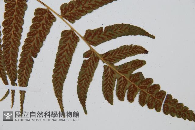 毛柄短腸蕨藏品圖，第3張
