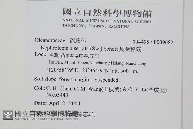 長葉腎蕨藏品圖，第2張