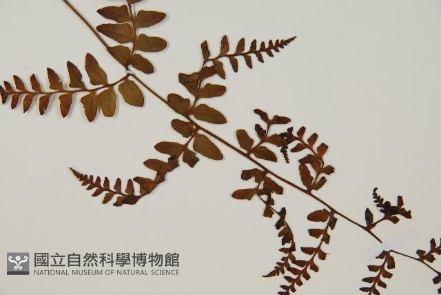 假軸果蹄蓋蕨、毛軸蹄蓋蕨藏品圖，第3張