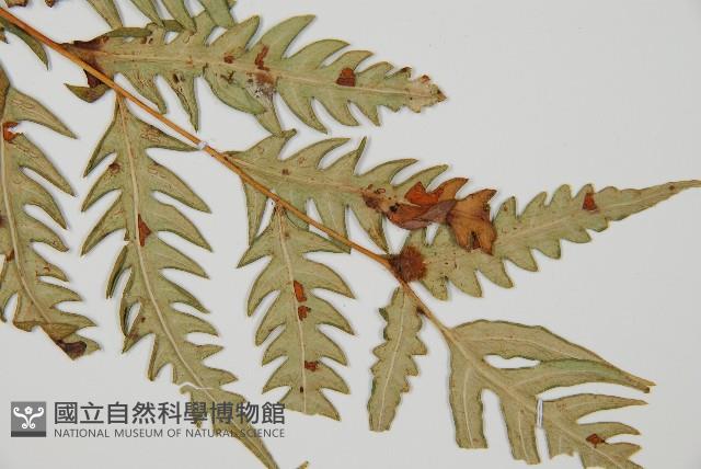 生芽狗脊蕨、頂芽狗脊蕨藏品圖，第3張