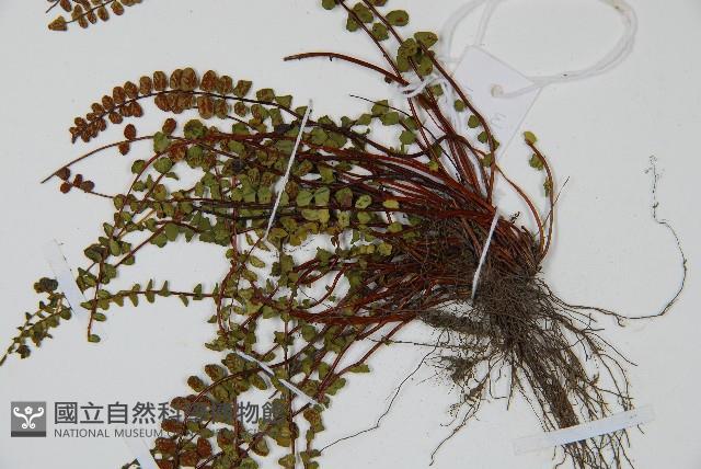 鐵角蕨藏品圖，第3張