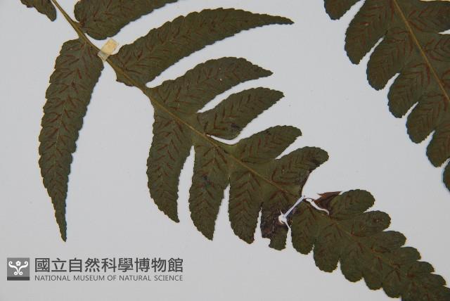 烏來雙蓋蕨藏品圖，第3張