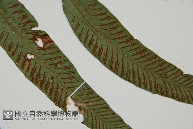 裂葉雙蓋蕨藏品圖，第3張