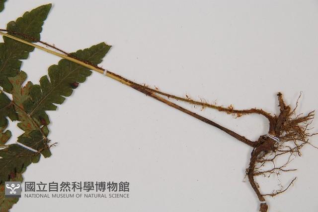 東洋蹄蓋蕨藏品圖，第3張