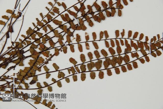 鐵角蕨藏品圖，第3張