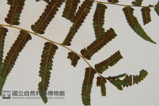 菜蕨藏品圖，第3張