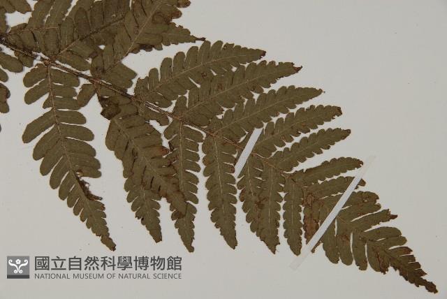 愛德氏肋毛蕨藏品圖，第3張