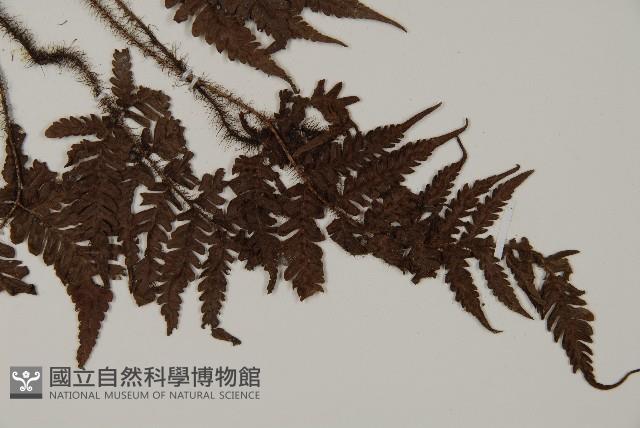 愛德氏肋毛蕨藏品圖，第3張