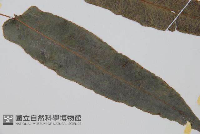 崇澍蕨藏品圖，第3張