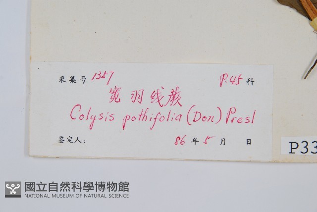 大線蕨藏品圖，第2張