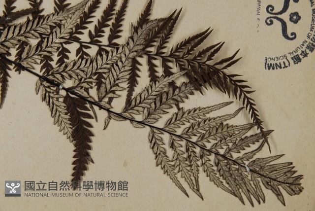 粉葉蕨藏品圖，第3張