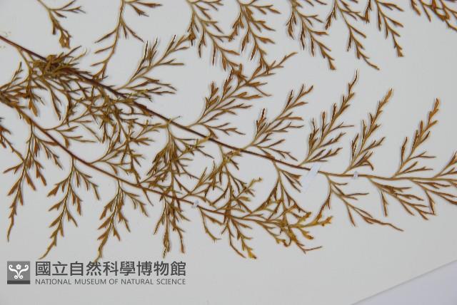 威氏鐵角蕨藏品圖，第3張