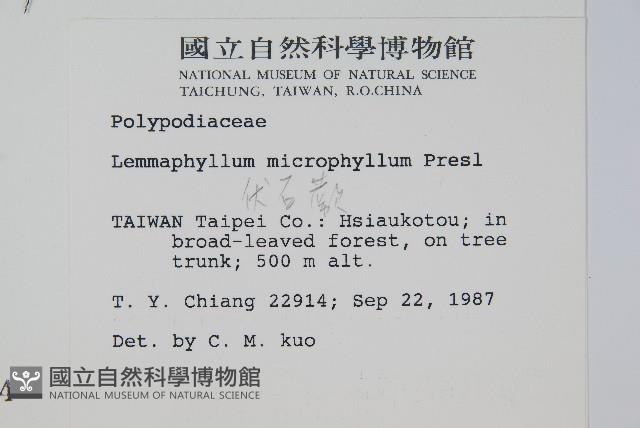 抱樹蕨、伏石蕨藏品圖，第2張