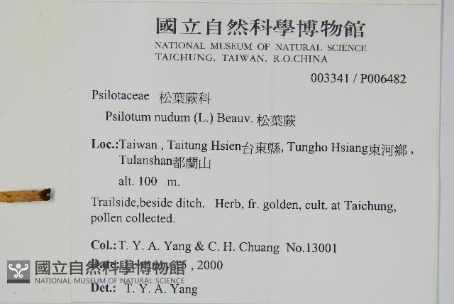 松葉蕨藏品圖，第2張