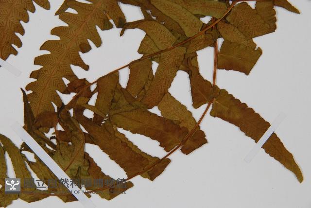 菜蕨藏品圖，第3張