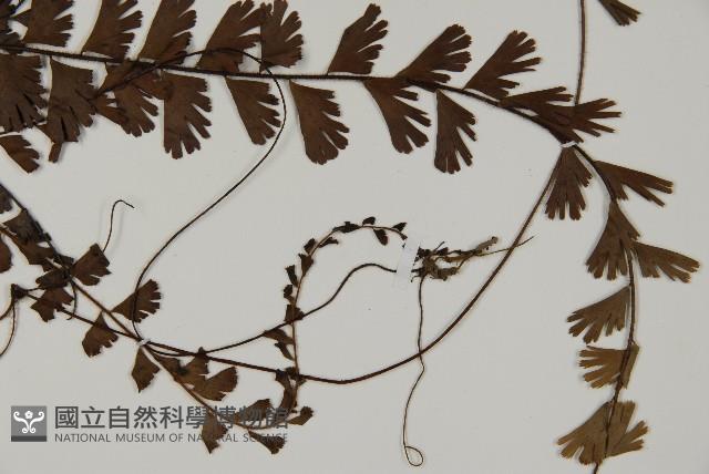 鞭葉鐵線蕨藏品圖，第3張