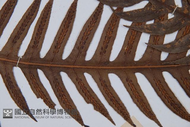 臺灣狗脊蕨藏品圖，第3張