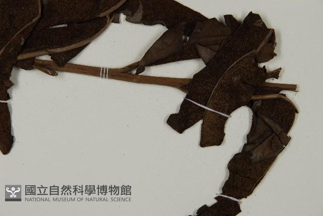 鹵蕨藏品圖，第3張