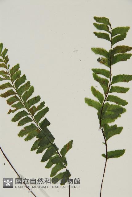 複齒鐵角蕨藏品圖，第3張