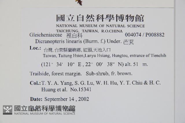 芒萁藏品圖，第2張