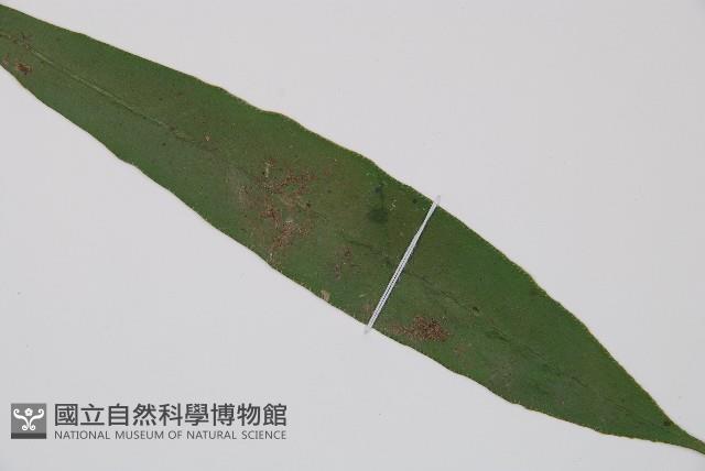 單葉雙蓋蕨藏品圖，第3張