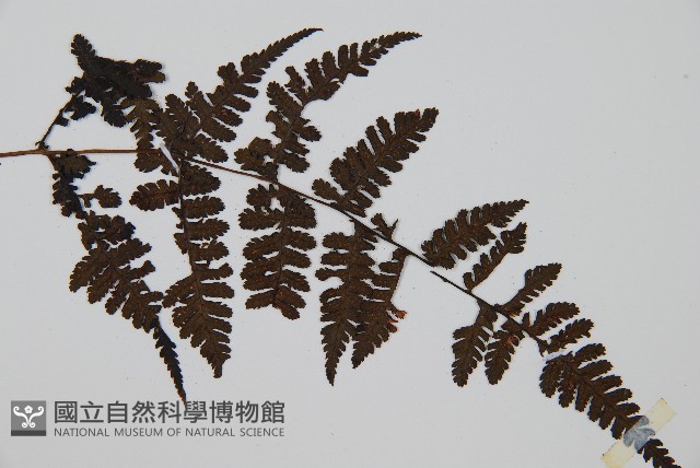 大葉貞蕨藏品圖，第3張