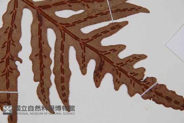 裂羽崇澍蕨藏品圖，第3張
