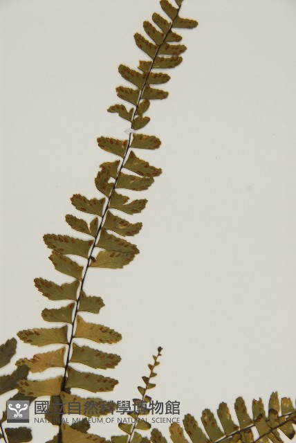 生芽鐵角蕨藏品圖，第3張