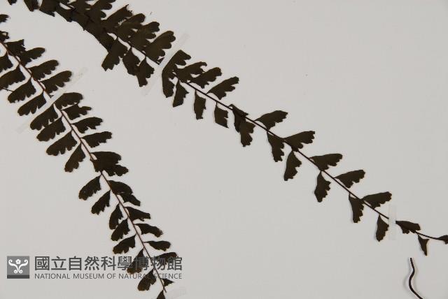 鞭葉鐵線蕨藏品圖，第3張