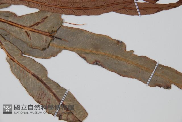 崇澍蕨藏品圖，第3張