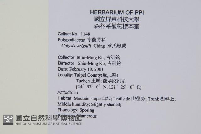 萊氏線蕨藏品圖，第2張