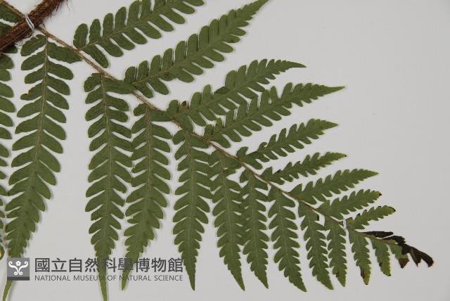 肋毛蕨藏品圖，第3張