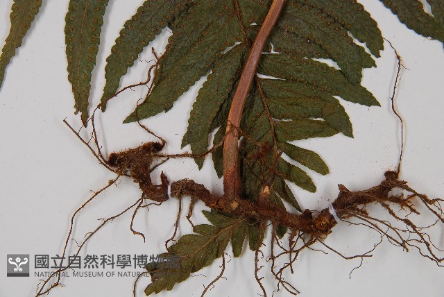 邊緣鱗蓋蕨藏品圖，第3張