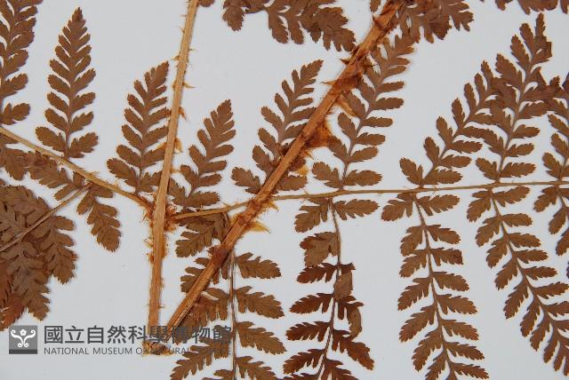 闊葉鱗毛蕨藏品圖，第3張