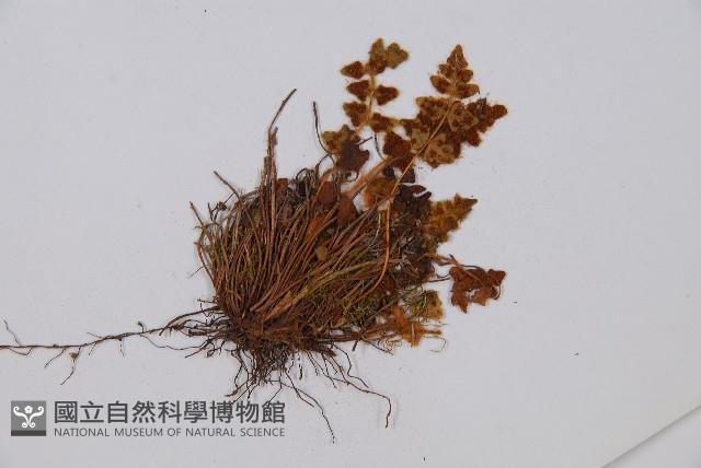 蜘蛛岩蕨藏品圖，第3張