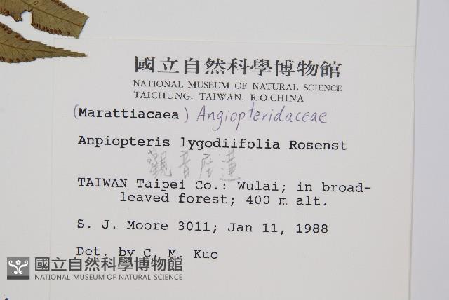 觀音座蓮藏品圖，第2張