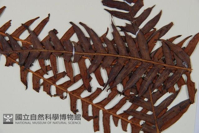 登錄號:P010020藏品圖，第3張