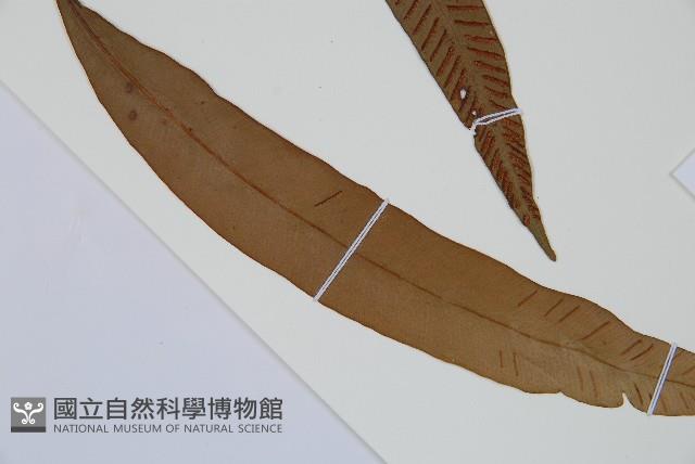 單葉雙蓋蕨藏品圖，第3張