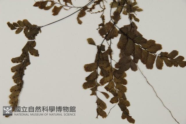 長尾鐵線蕨藏品圖，第3張