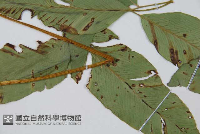 細柄雙蓋蕨藏品圖，第3張