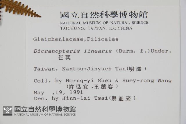 芒萁藏品圖，第2張