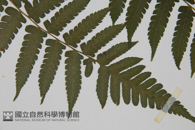 德氏雙蓋蕨藏品圖，第3張