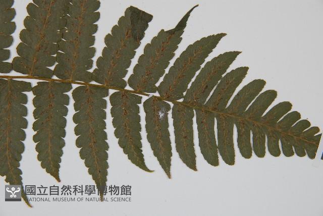 德氏雙蓋蕨藏品圖，第3張