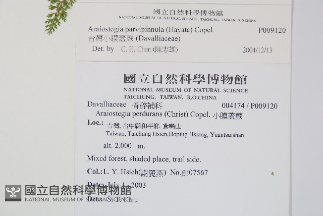 台灣小膜蓋蕨藏品圖，第2張
