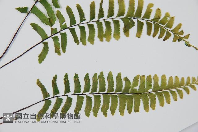 單邊鐵角蕨藏品圖，第2張
