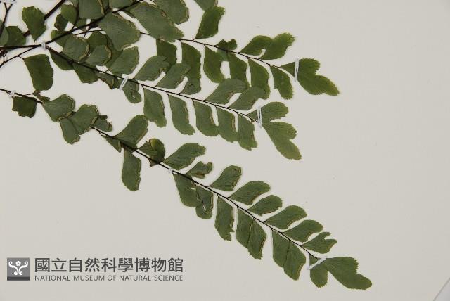 扇葉鐵線蕨藏品圖，第3張
