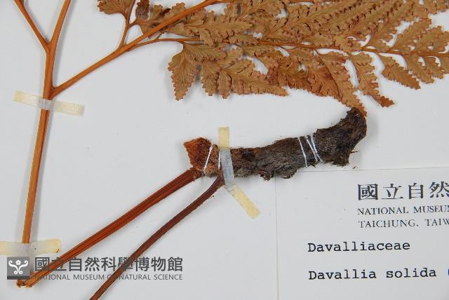 闊葉骨碎補藏品圖，第3張