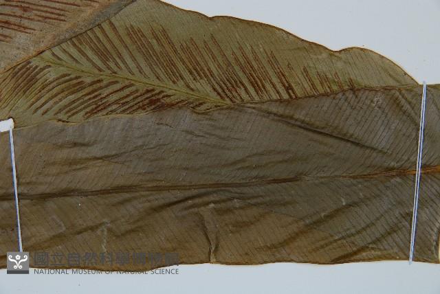 巢蕨藏品圖，第3張