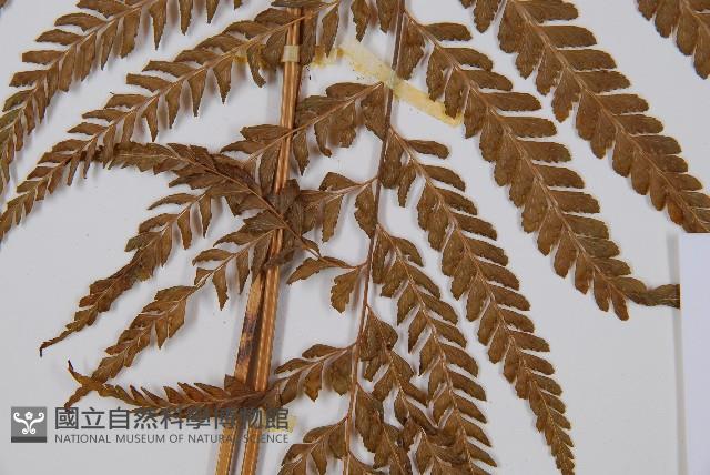 Accession Number:P001420 Collection Image, Figure 3, Total 5 Figures