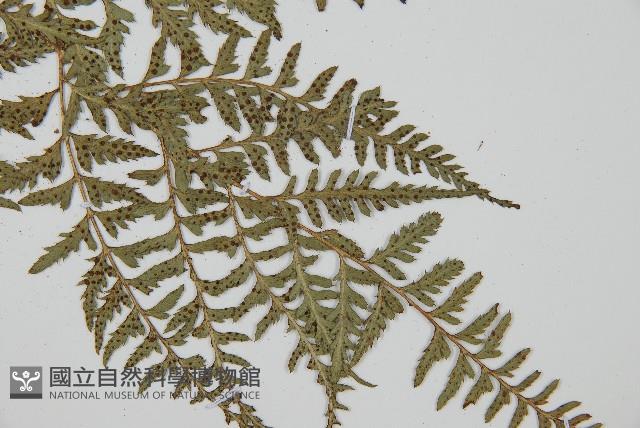 小葉複葉耳蕨藏品圖，第3張
